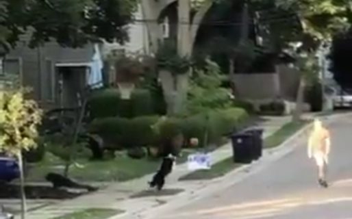 Como en la película: el perrito que juega al básquet con su dueño