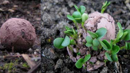 Proponen hacer «estallar» bombas de semillas durante las Fiestas en reemplazo de la pirotecnia
