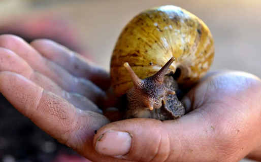 Aparecieron caracoles africanos gigantes en la Argentina y son peligrosos