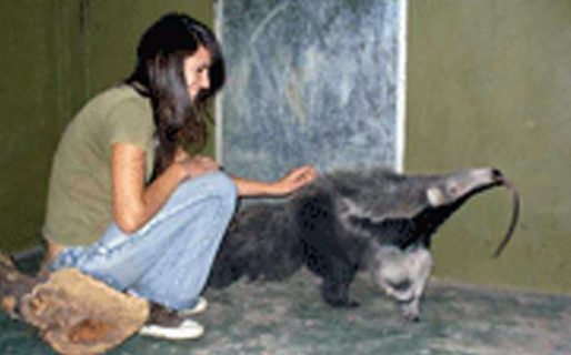 La mató un oso hormiguero y ahora el zoológico deberá pagarle a la familia 101 millones de pesos