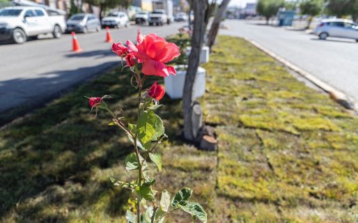 Comenzaron a colocar el césped en los bulevares de avenida Kennedy