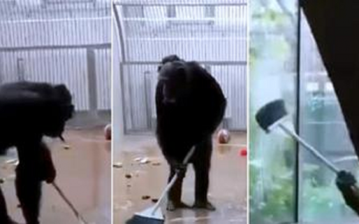 Chimpancé encuentra una escoba y barre su jaula