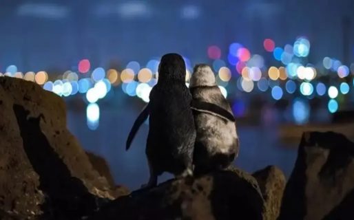 La conmovedora imagen de dos pingüinos abrazados que ganó un premio a la mejor foto