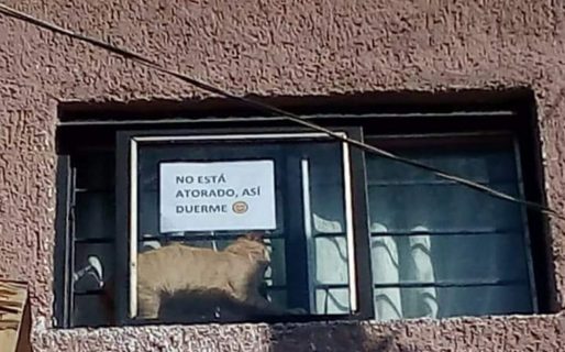 El gato que duerme entre rejas