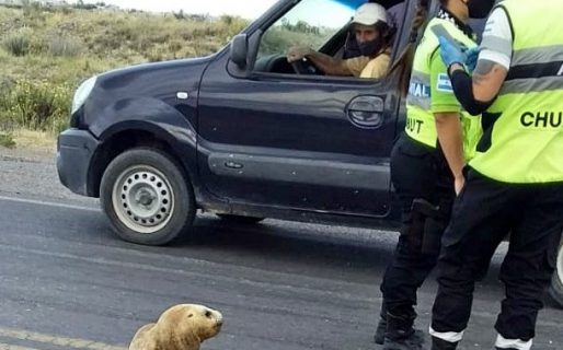 Un lobito de mar participó de un control de tránsito