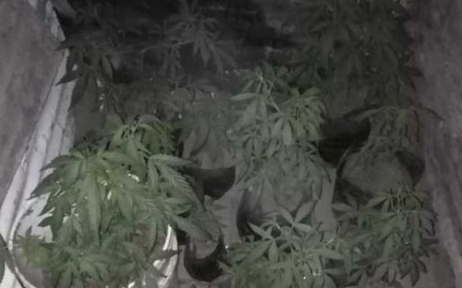 Secuestraron plantas de cannabis donde balearon a un joven