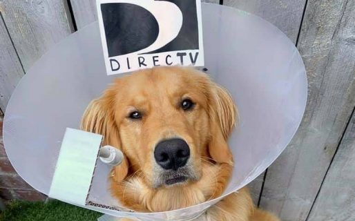 Su perro tuvo que usar un cono y lo disfrazó de 14 maneras diferentes