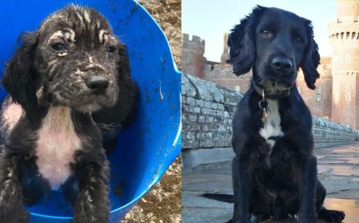 Lo tiraron a la basura, lo rescataron y logró convertirse en perro policía