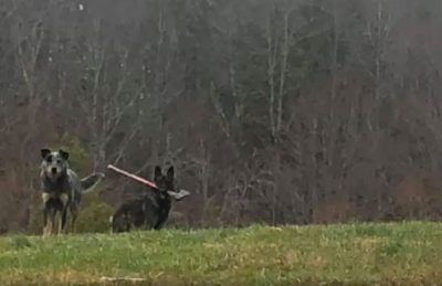 Entregaba el correo y se encontró a un perro con un hacha en la boca