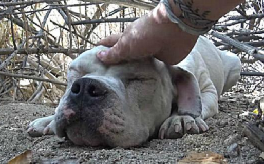 La sorpresiva reacción de un perro sin hogar al recibir caricias por primera vez en meses