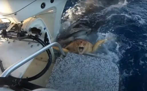 Video: salvaron a una tortuga marina que iba a ser devorada por un tiburón tigre