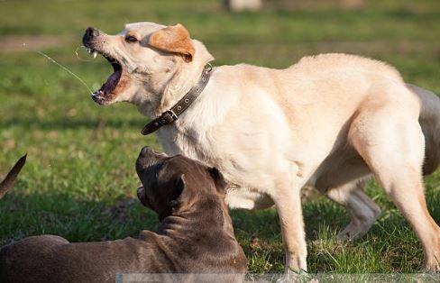 Una jauría devoró  a una mujer ante la mirada atónita de una pareja