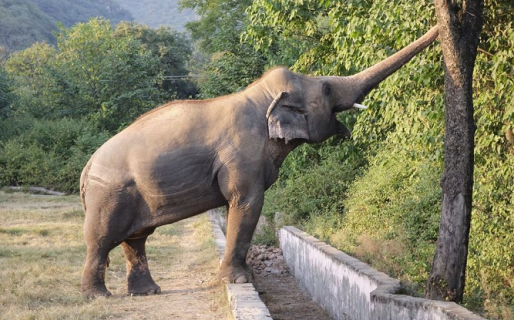 Un elefante salvaje mató a un turista que acampaba en Tailandia