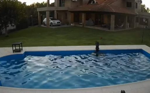 Una perra salvó a su compañera ciega de morir ahogada en la pileta