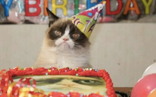 15 personas se contagiaron de coronavirus por asistir a la fiesta de cumpleaños de un gato