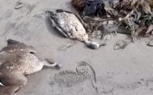 Preocupación de vecinos por la aparición de aves muertas en la playa de km. 8