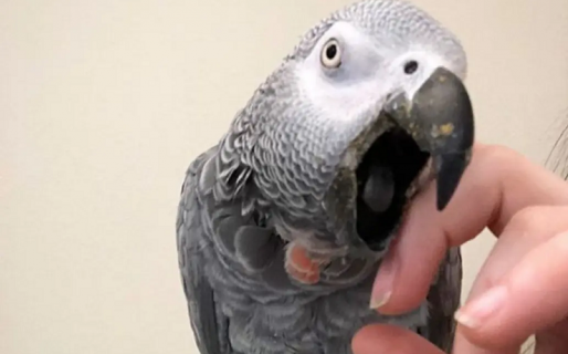 Un loro gris africano hace historia como el primer animal en realizar una pregunta existencial