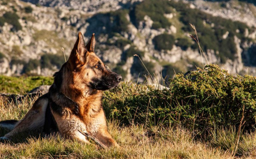 Cuáles son las razas de perros más buscadas para mascotas en Argentina y por qué