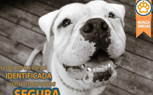 Jóvenes presentan un dispositivo para solucionar la superpoblación canina en la ciudad