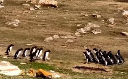 Pingüino de Malvinas se vuelve viral luego de confundirse de grupo de amigos tras amena charla
