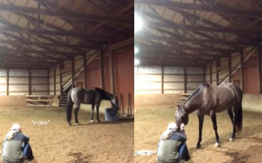 Caballo ve a su dueña romper en llanto y su reacción da la vuelta al mundo