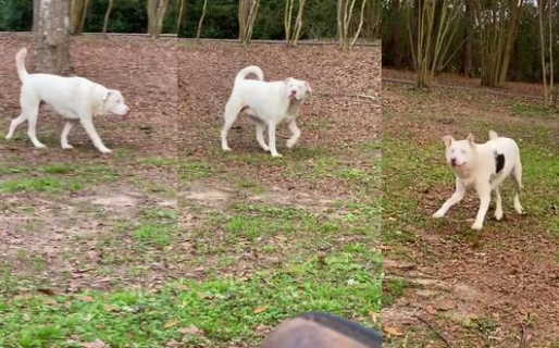 Perrita privada de la vista reacciona de una forma fabulosa al sentir el olor de su dueño