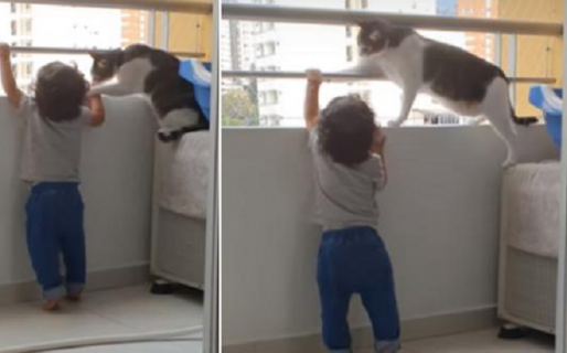 Gato impide que un bebé se suba a un balcón y sorprende a todos