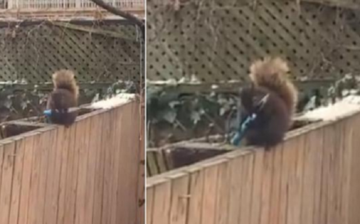 El instante en que una ardilla ‘afila sus dientes’ con un cuchillo