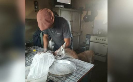 Panchito, el pequeño guanaco ayudante de cocina que se hizo viral
