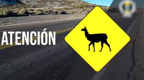 Advierten sobre la presencia de animales sueltos sobre la Ruta Nacional n° 3, tramo Trelew- Comodoro