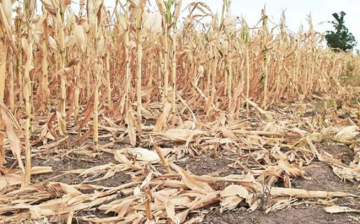 El 2020 fue el segundo año más cálido en Argentina desde que se tiene registro