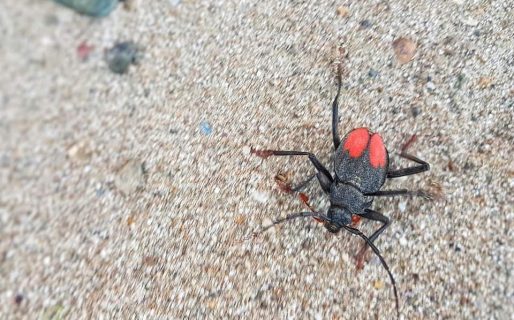 Bicho de arroz: Advierten una creciente aparición del insecto