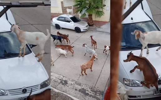 Video: violento ataque de un rebaño de cabras contra varios autos