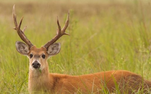 Mató a un ciervo en peligro de extinción y subió la foto a las redes
