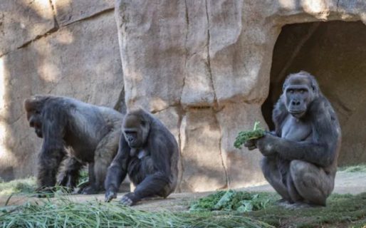 Un grupo de gorilas contrajo coronavirus