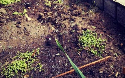 Le robaron el invernadero completo a la escuela 7702