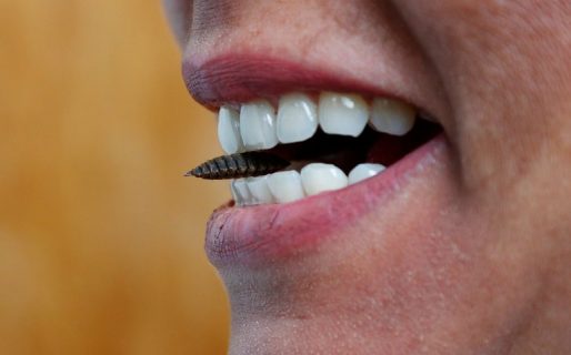 Crearán la granja productora de proteína a base de insectos más grande del mundo