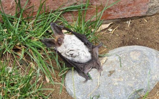 Hallaron un murciélago en una vivienda