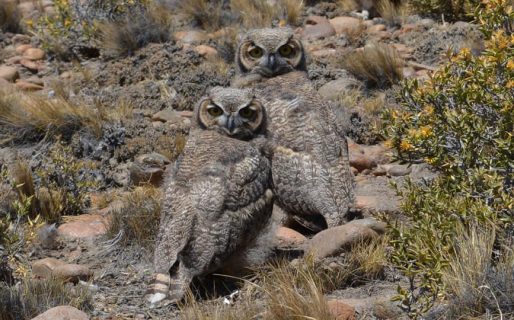 La tierna foto de una pareja de búhos captada en Comodoro
