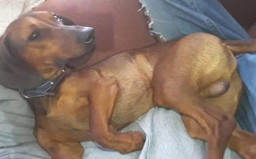 Un comodorense ofrece $30.000 pesos para recuperar a su perrito