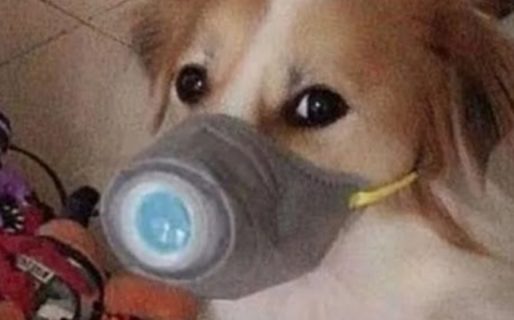 Testearon a un centenar de mascotas de infectados de coronavirus