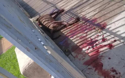 Un pitbull atacó en cadena a cinco vecinos y la policía lo mató para controlar la situación