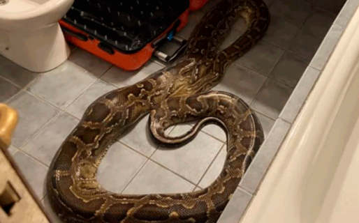 Encontraron a una pitón de cinco metros en el baño de un hotel