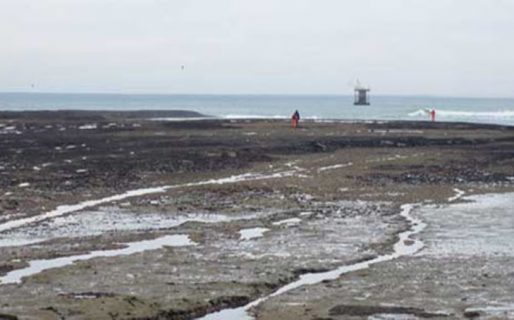 Medio Ambiente: Gran vertiente de desechos cloacales en la Playa donde encontraron las aves muertas