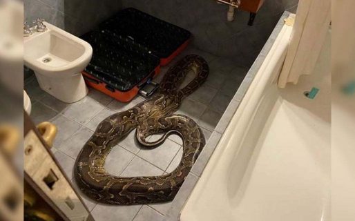Insólito: Dejó a su mascota, una pitón de 5 metros, en el baño del hotel
