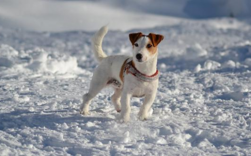 Un perro murió salvando a su dueño de 10 años de ser atacado por un lobo
