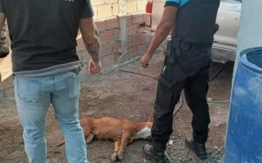 Mataron a un perro en un allanamiento encabezado por Massoni