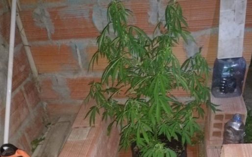 Una abuela llamó a la policía pero se olvidó de esconder plantas de marihuana