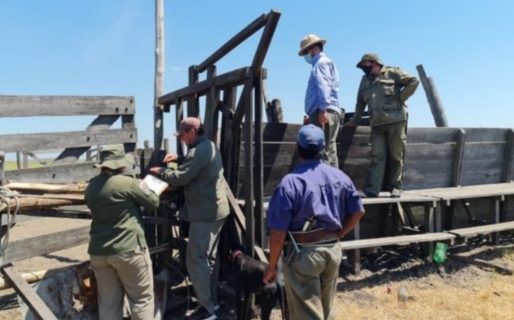 Denuncian que se llevaron 2.000 vacunos de un campo