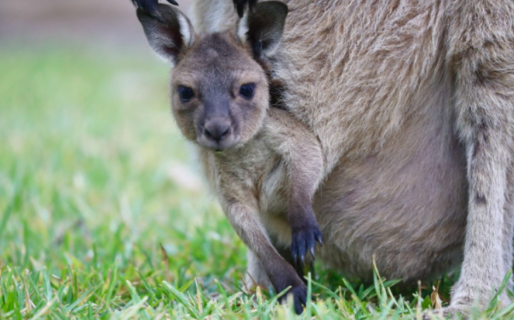 Video: los tiernos primeros saltos de un canguro bebé